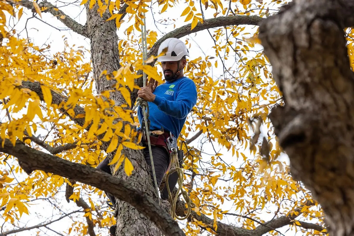 Skilled Storm Damage Cleanup crew working in Verden