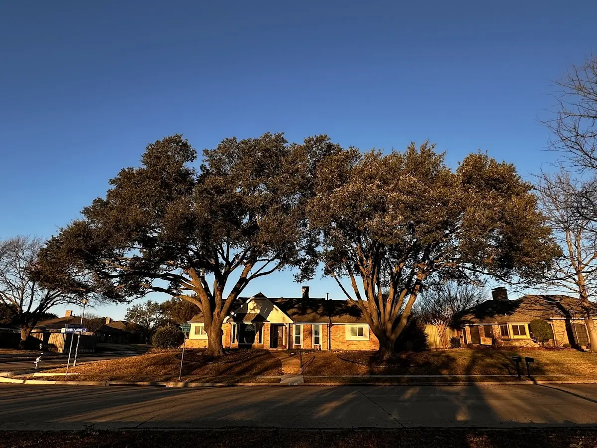Established residential canopy tree shading a home in Verden