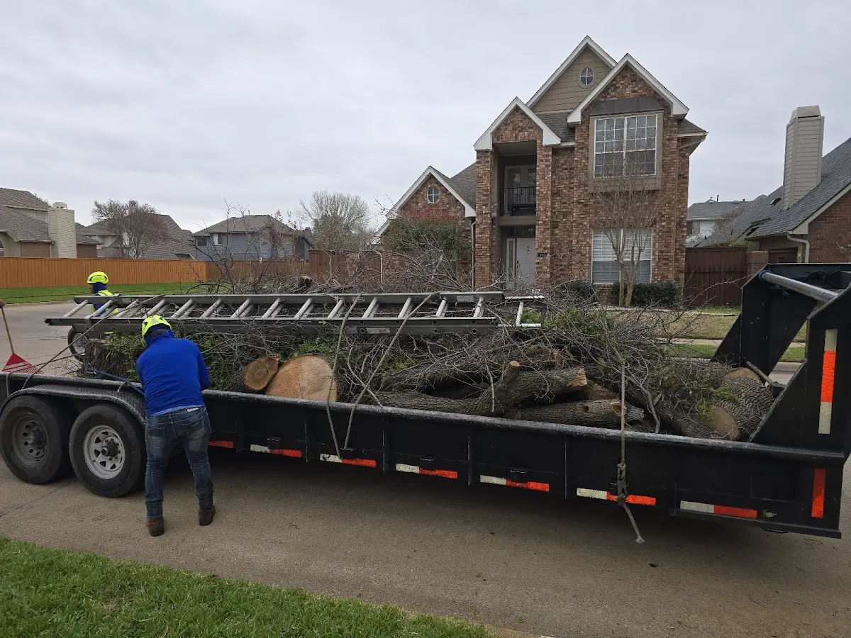 Expert Tree Removal with proper safety equipment in Verden